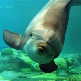 Smile For The Camera! by Martin Thomas - Wildlife Sea Creatures