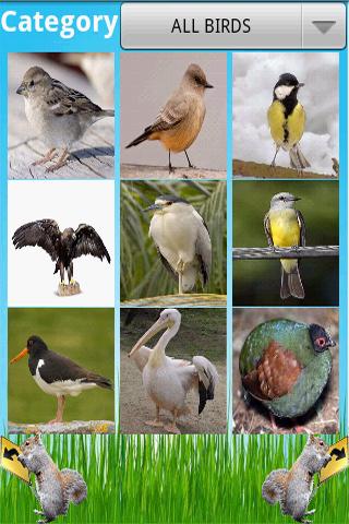 Birds Encyclopedia