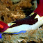 Nudibranch