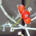 Common Hawthorn