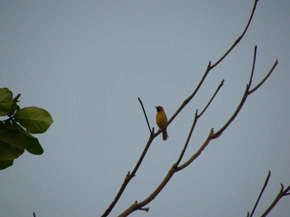 Spotting Image 1