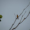 Black-necked weaver