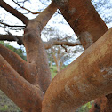 Arbol de Aceite