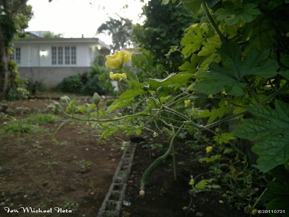 Spotting Image 1