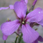 Purple Cress