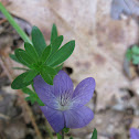 Violet
