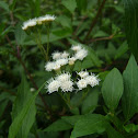 Mistflower
