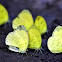 yellow butterfly