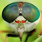 Horse fly