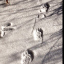 Fisher tracks