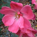 Rosa Canina