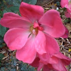 Rosa Canina