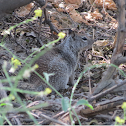 California Ground Squirrel
