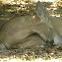 Florida Key Deer