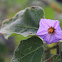 uncertain bush/flower