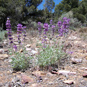 Penstemon