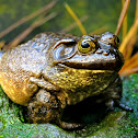 American Bullfrog