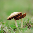 wild mushrooms