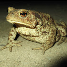 Bufo bufo
