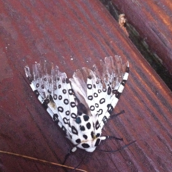 Spotting Image 1