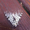 Giant Leopard Moth