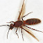 Army Ant (winged male)