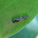 Aphid Wasp