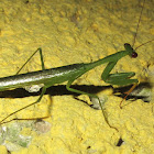 Mantis