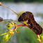 Unknown caterpillar