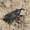 Billbug