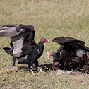 Turkey Vulture