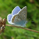 Common Blue