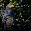 Sparrowhawk