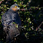 Sparrowhawk