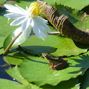 Common Green Frog