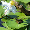 Common Green Frog
