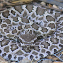 Western Rattlesnake