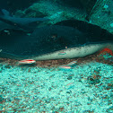 Marbled ray