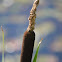 Cattail