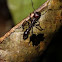 Conga Ant
