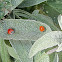 Western Blood-Red Lady Beetle