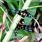 Wasp moth