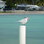 Royal Tern