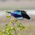 Indian Roller