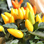 Hot peppers