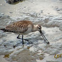 Bar-tailed Godwit
