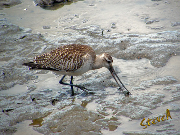 Spotting Image 1