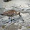 Bar-tailed Godwit