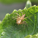 Lynx spider