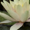 Water Lilly